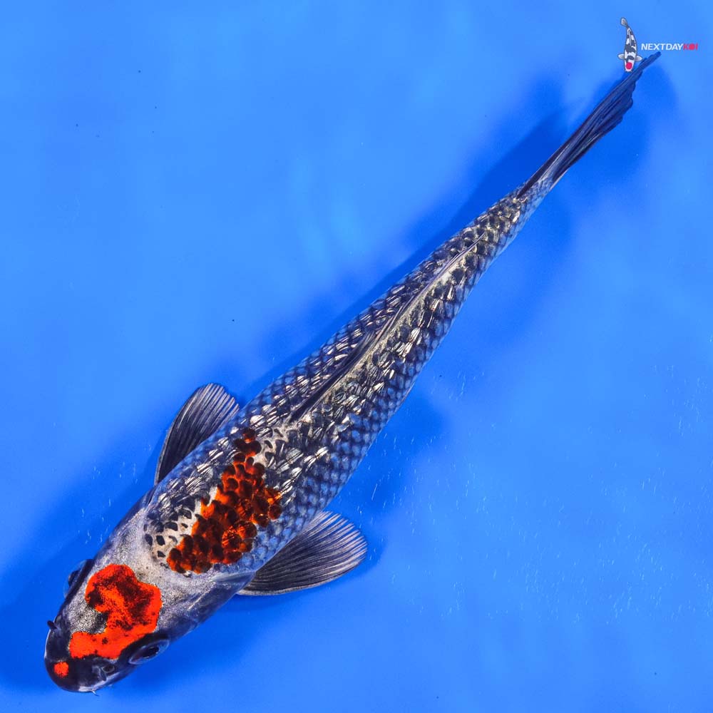 7.5” Imported Gin Rin Kujaku