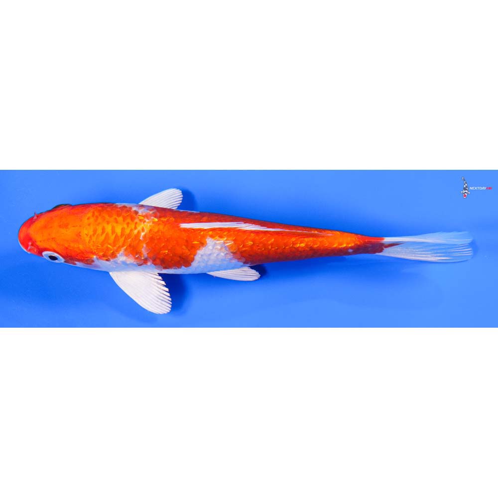 6.5” Imported Hariwake