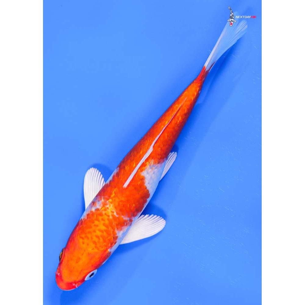 6.5” Imported Hariwake