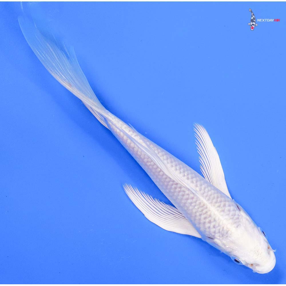 6” Imported Platinum Ogon Butterfly Koi
