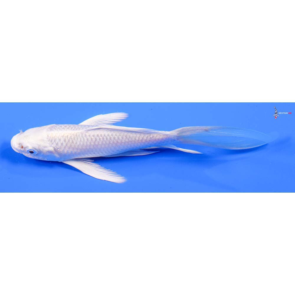 6” Imported Platinum Ogon Butterfly Koi