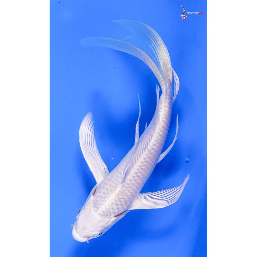 6” Imported Platinum Ogon Butterfly Koi