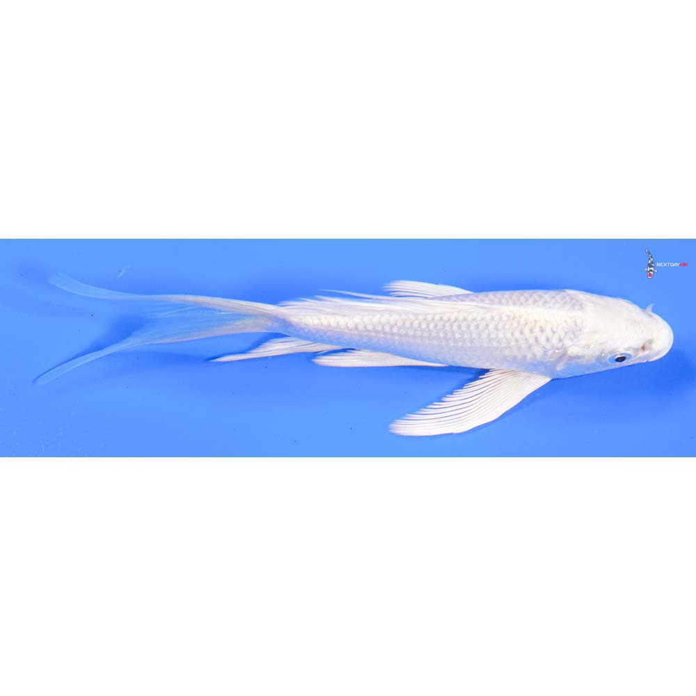 6” Imported Platinum Ogon Butterfly Koi