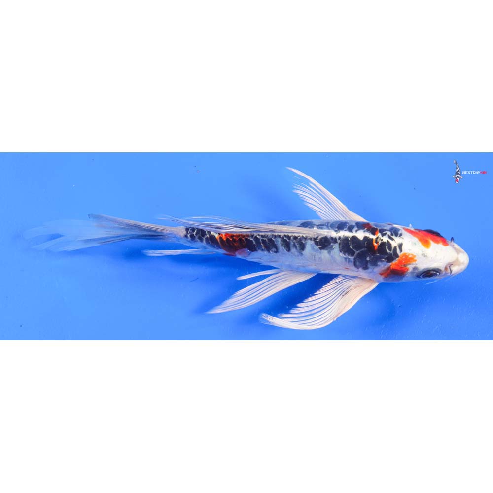 8” Imported Doitsu Kujaku Butterfly Koi