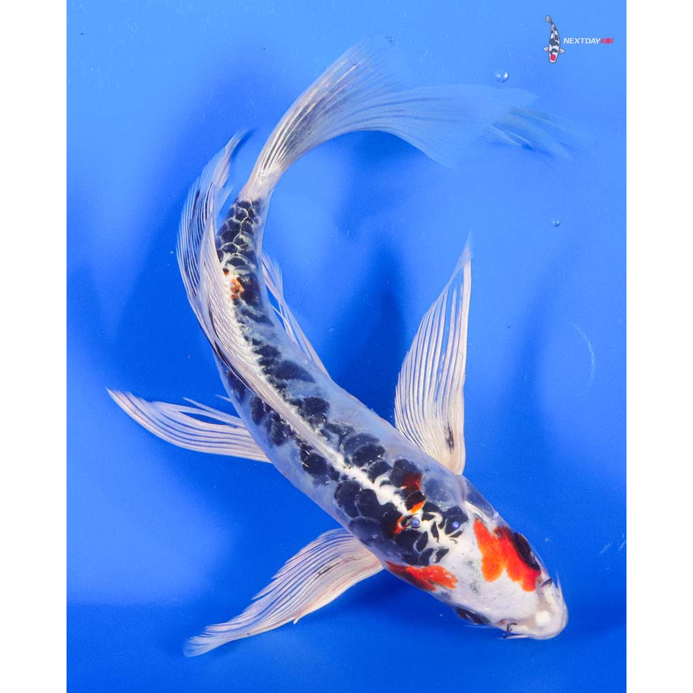 8” Imported Doitsu Kujaku Butterfly Koi