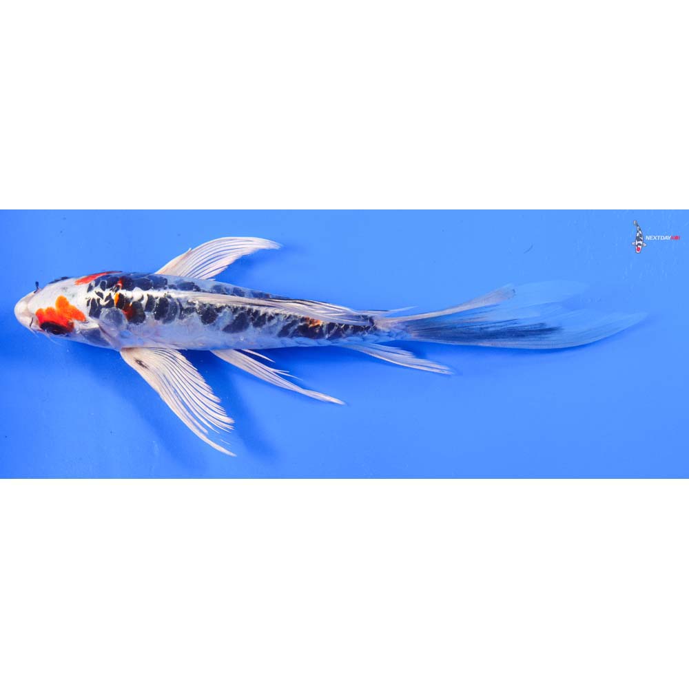 8” Imported Doitsu Kujaku Butterfly Koi
