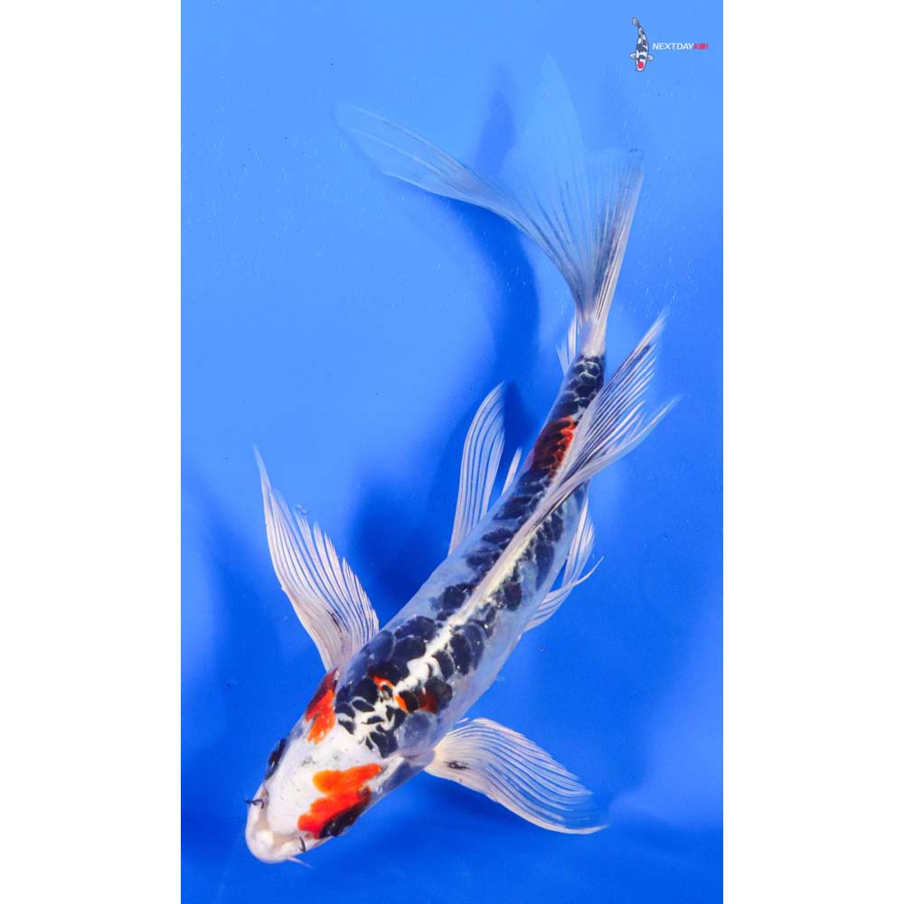 8” Imported Doitsu Kujaku Butterfly Koi