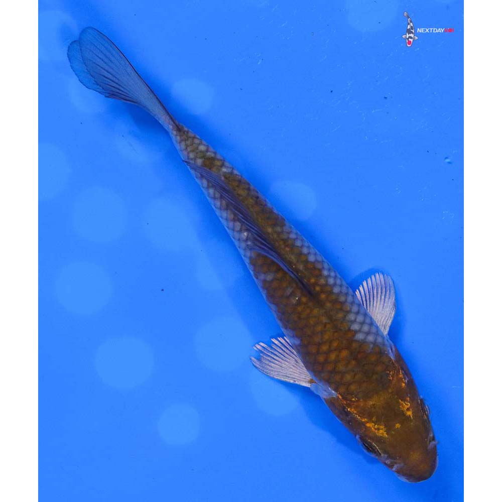 5” Imported Ochiba Shigure