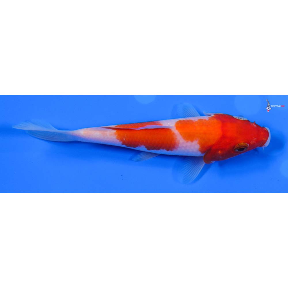 4.5” Imported Kohaku