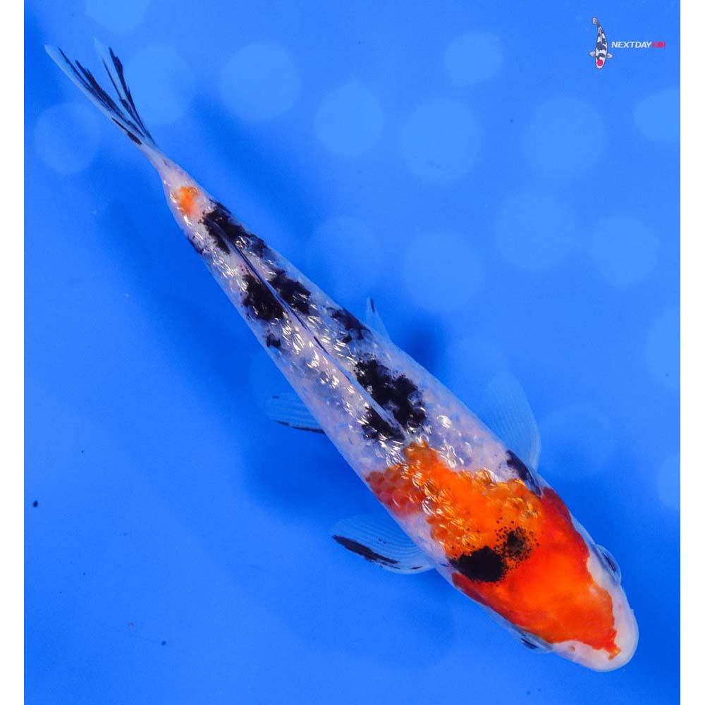 5” Imported Gin Rin Sanke