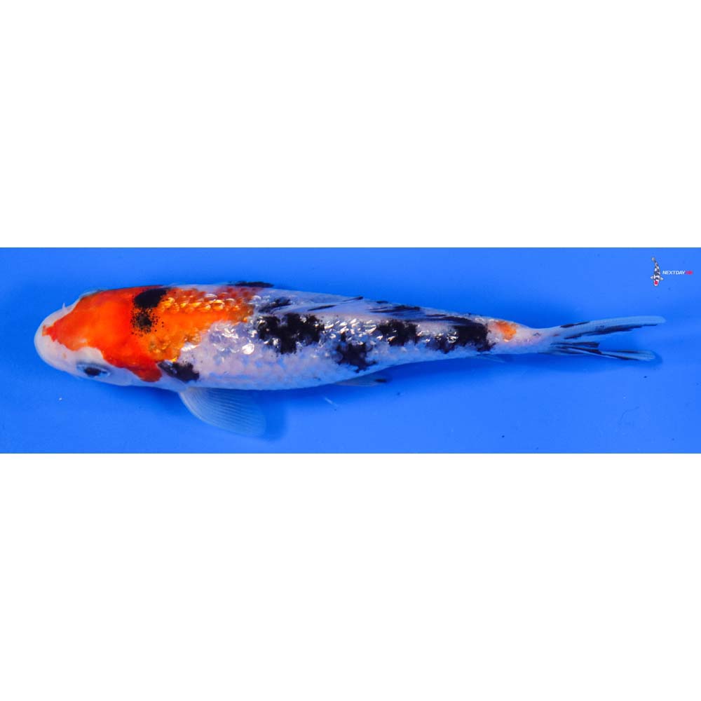 5” Imported Gin Rin Sanke