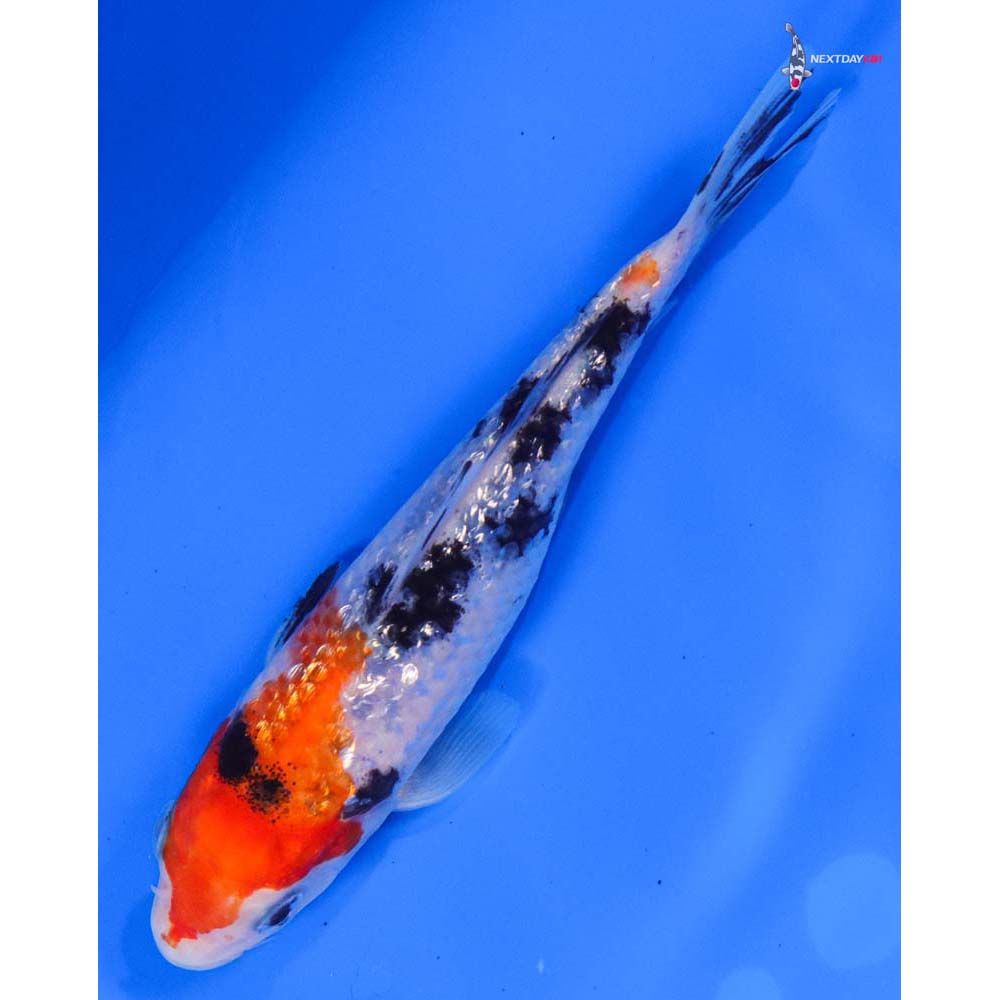 5” Imported Gin Rin Sanke