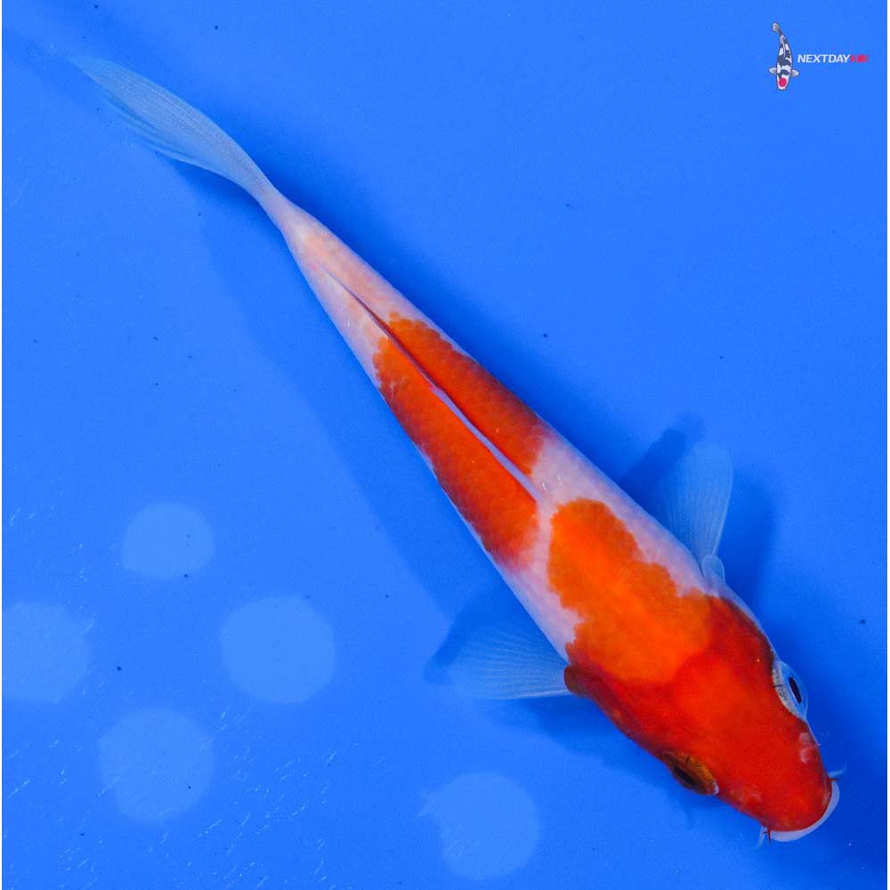 4.5” Imported Kohaku