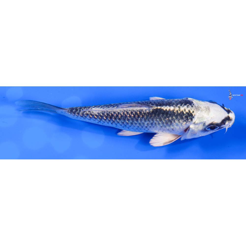 5” Imported Gin Matsuba