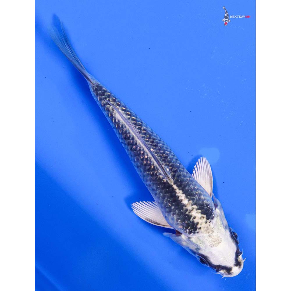 5” Imported Gin Matsuba