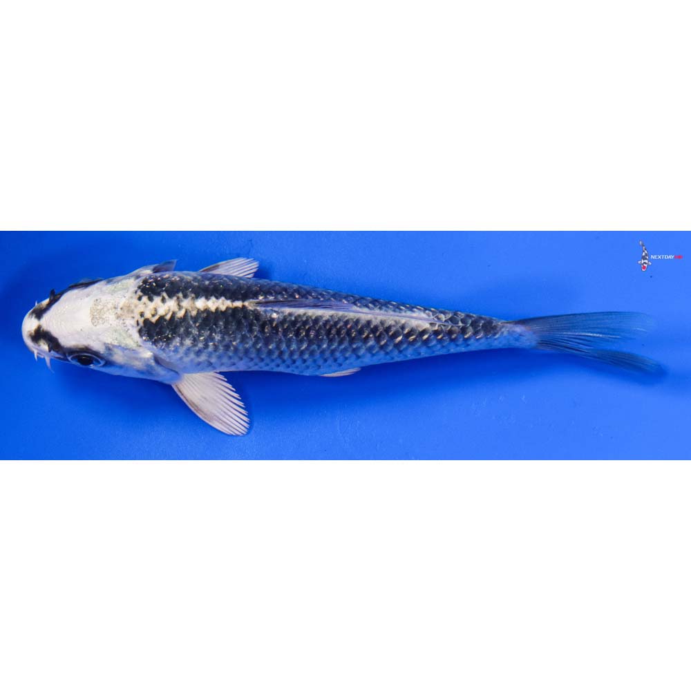 5” Imported Gin Matsuba