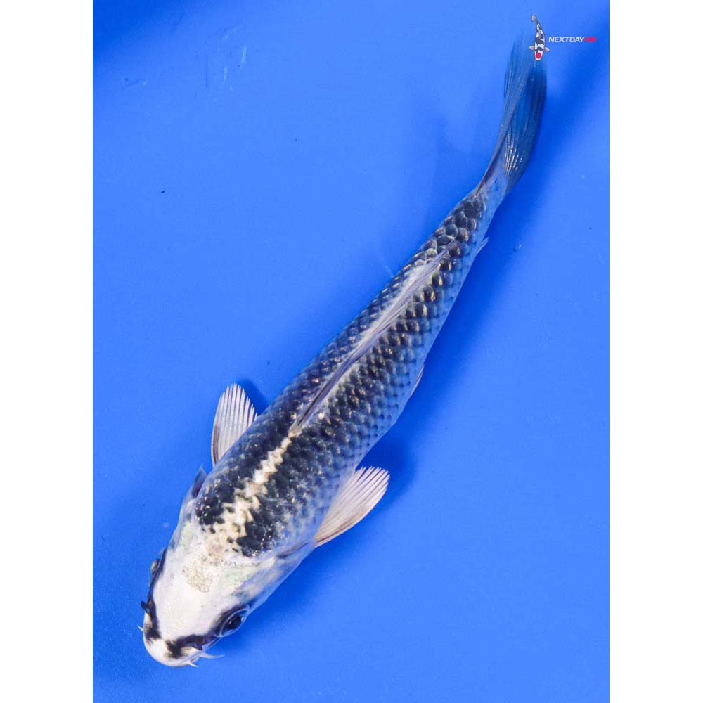 5” Imported Gin Matsuba