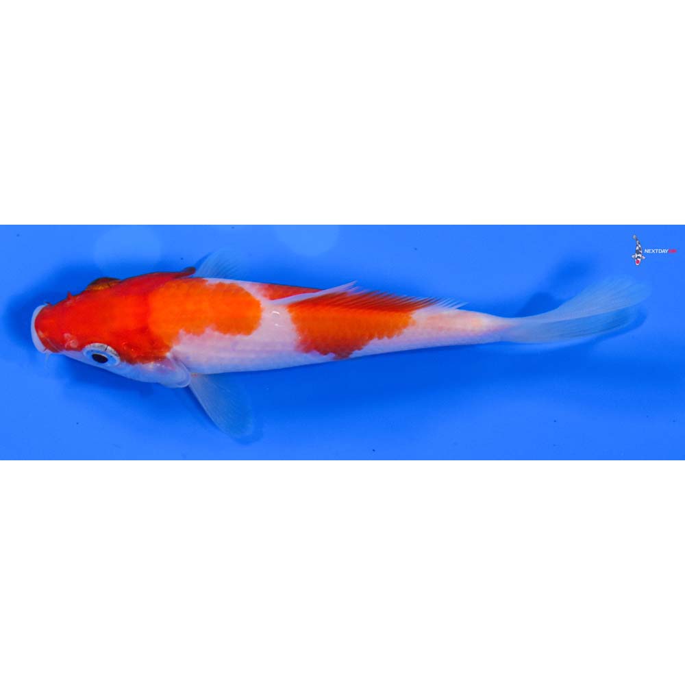 4.5” Imported Kohaku