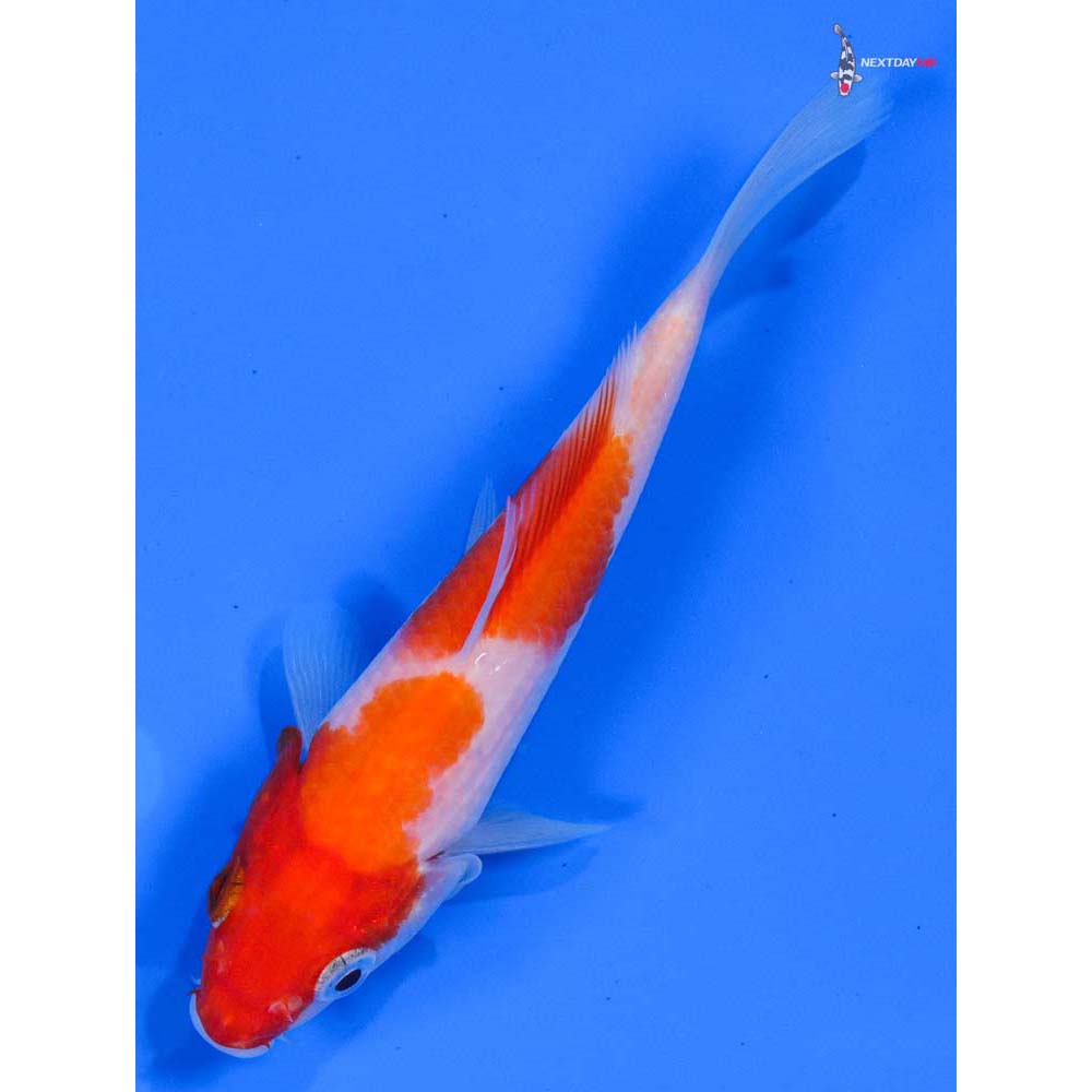 4.5” Imported Kohaku