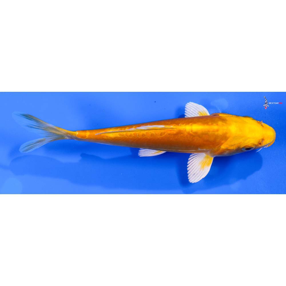 6” Imported Doitsu Orenji Ogon