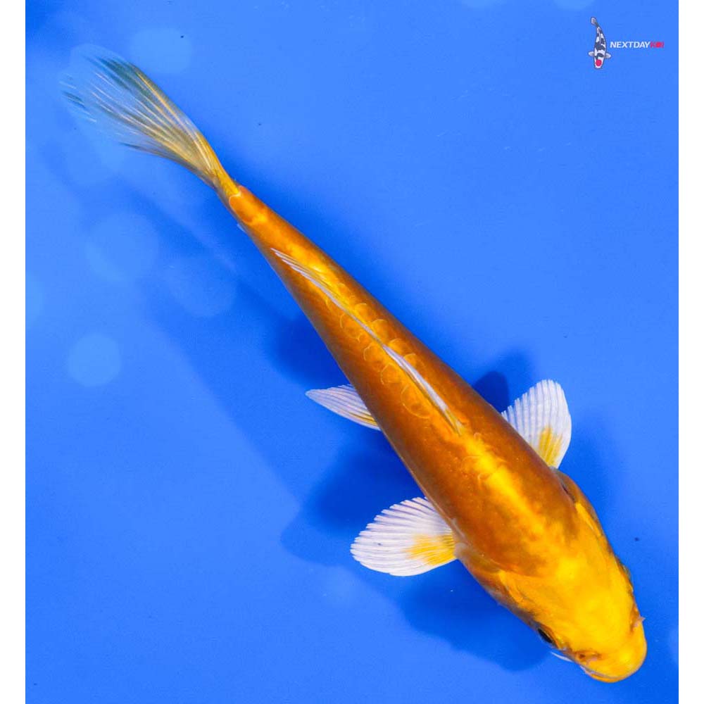 6” Imported Doitsu Orenji Ogon