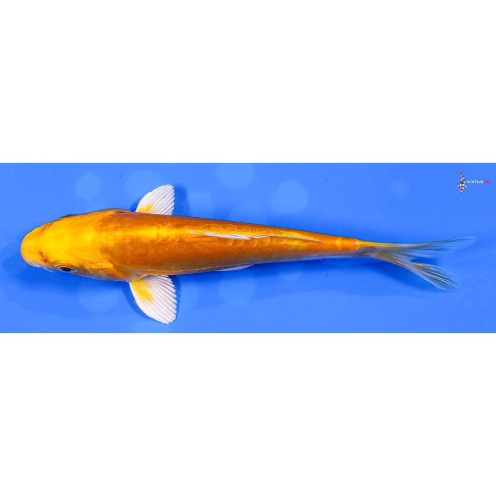 6” Imported Doitsu Orenji Ogon