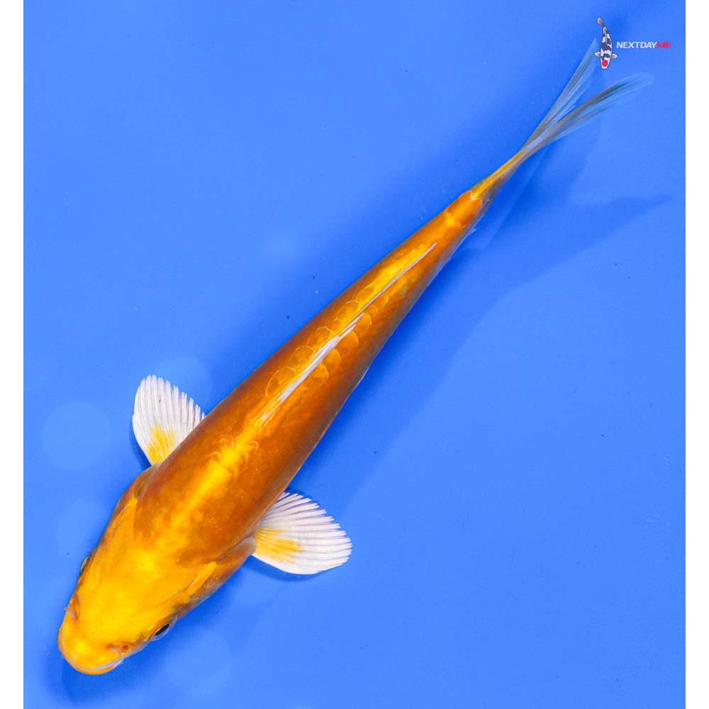 6” Imported Doitsu Orenji Ogon