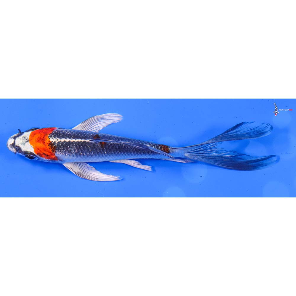 5” Imported Kujaku Butterfly Koi