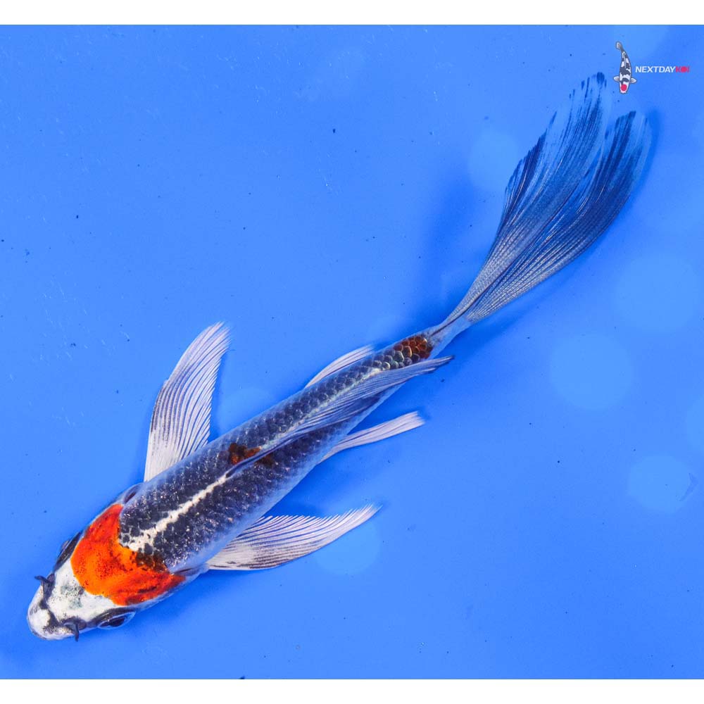 5” Imported Kujaku Butterfly Koi