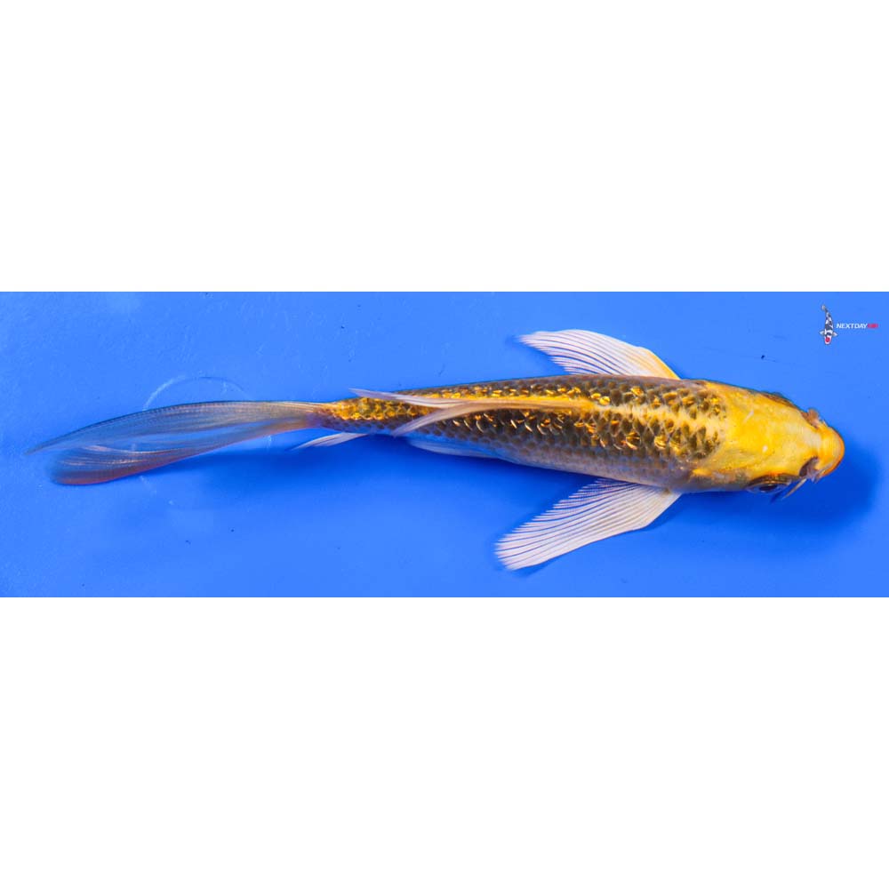 5” Imported Gin Rin Ki Matsuba Butterfly Koi