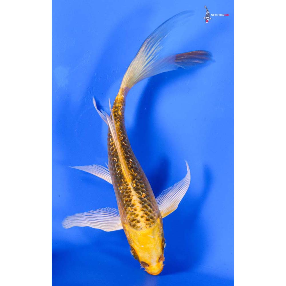 5” Imported Gin Rin Ki Matsuba Butterfly Koi