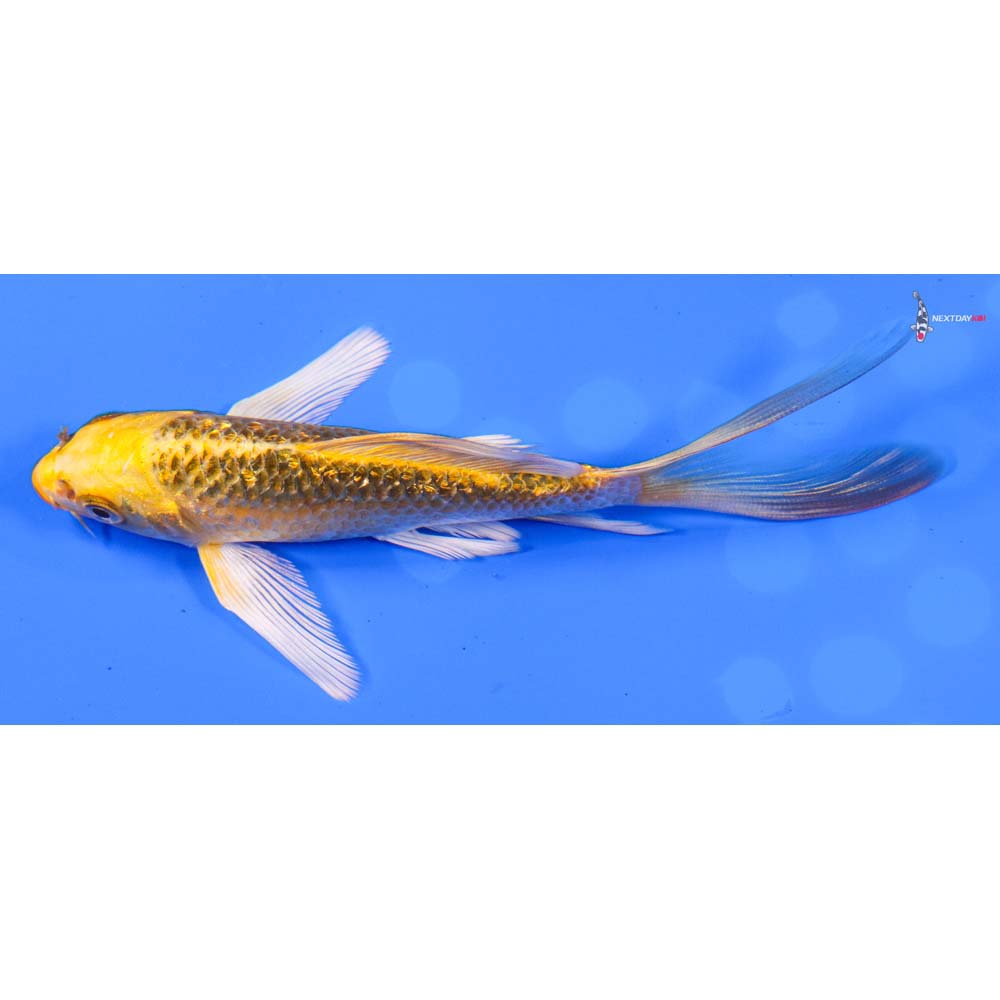 5” Imported Gin Rin Ki Matsuba Butterfly Koi