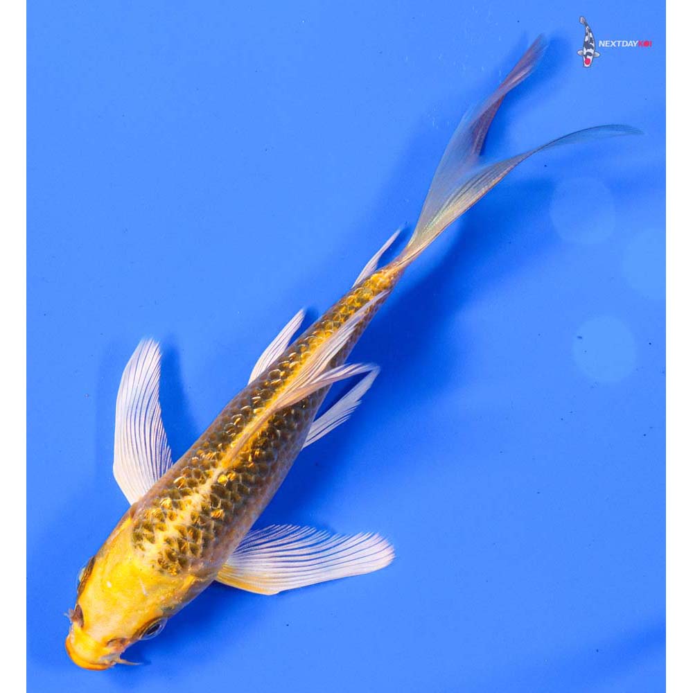 5” Imported Gin Rin Ki Matsuba Butterfly Koi