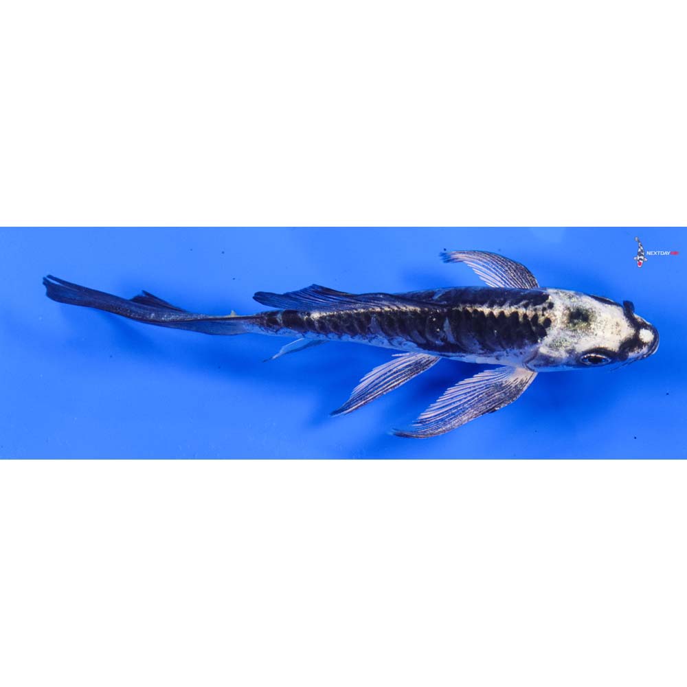 6” Imported Kikokuryu Butterfly Koi
