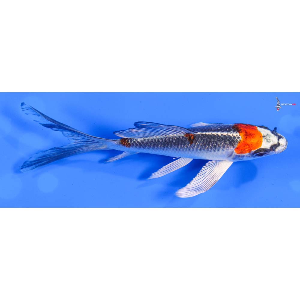 5” Imported Kujaku Butterfly Koi