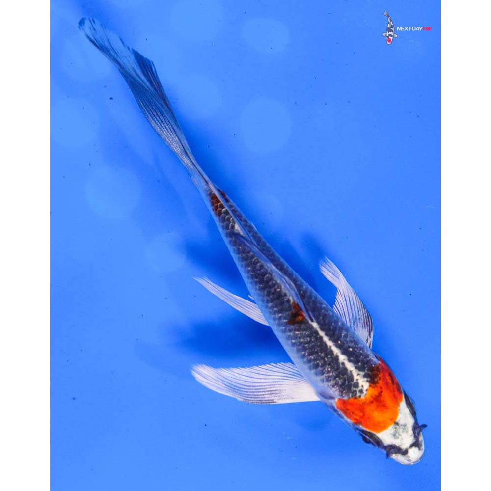 5” Imported Kujaku Butterfly Koi