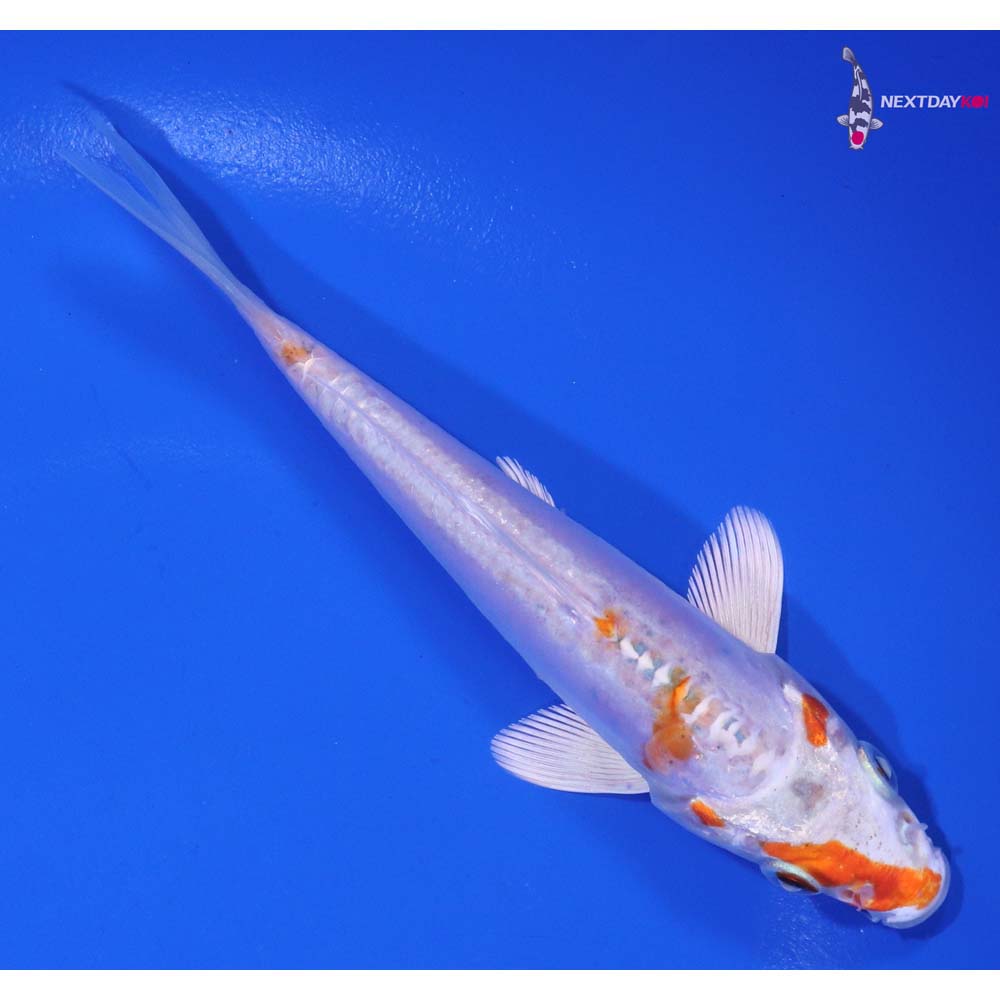 5” Imported Kikusui