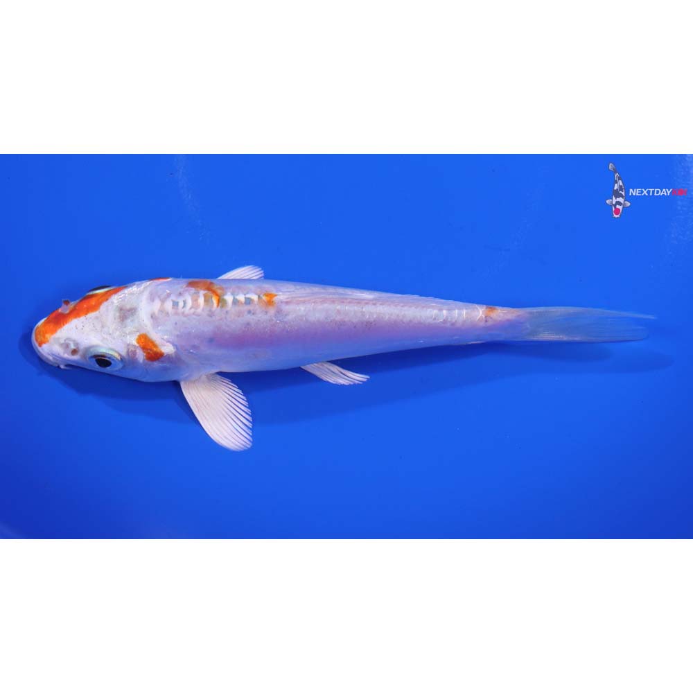 5” Imported Kikusui