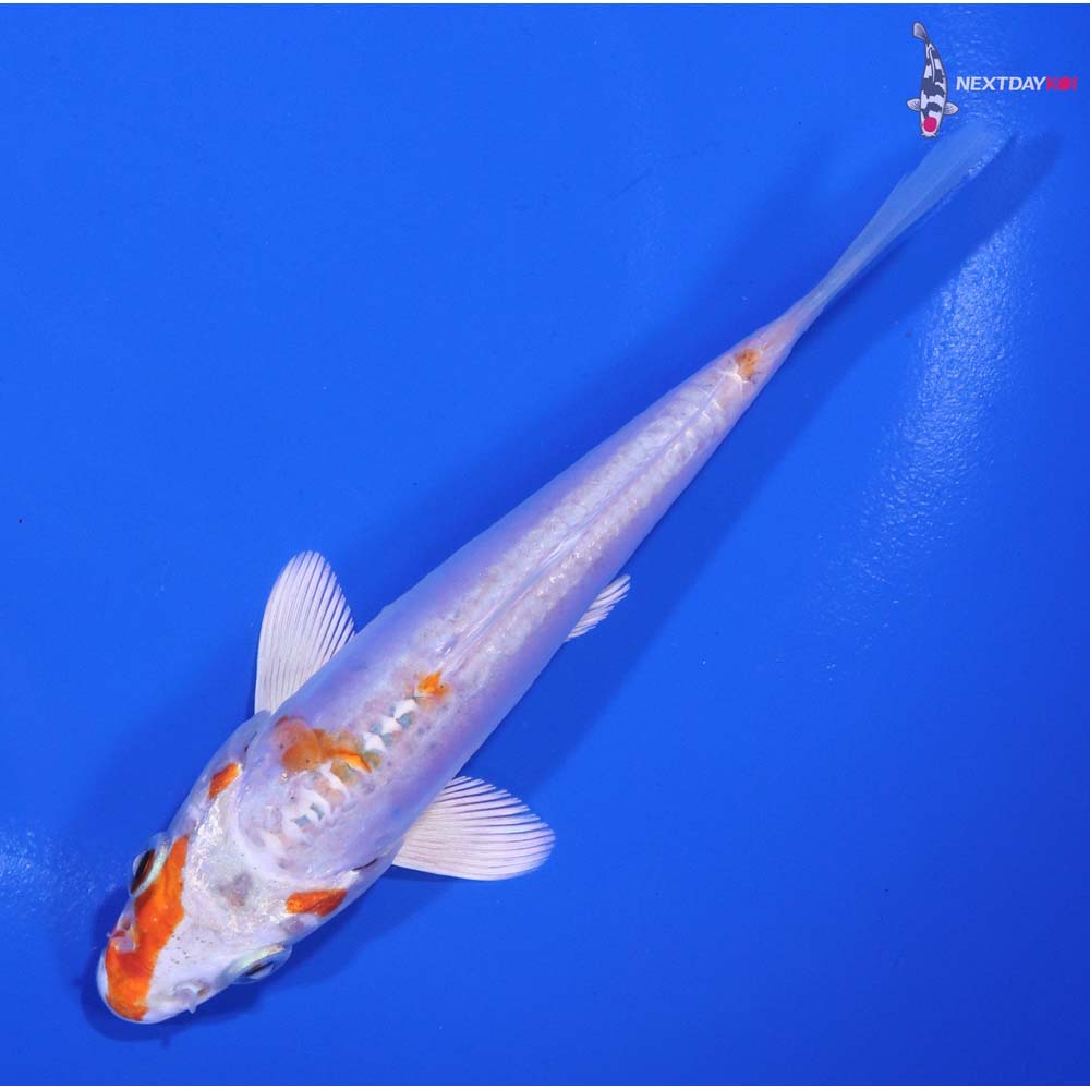 5” Imported Kikusui