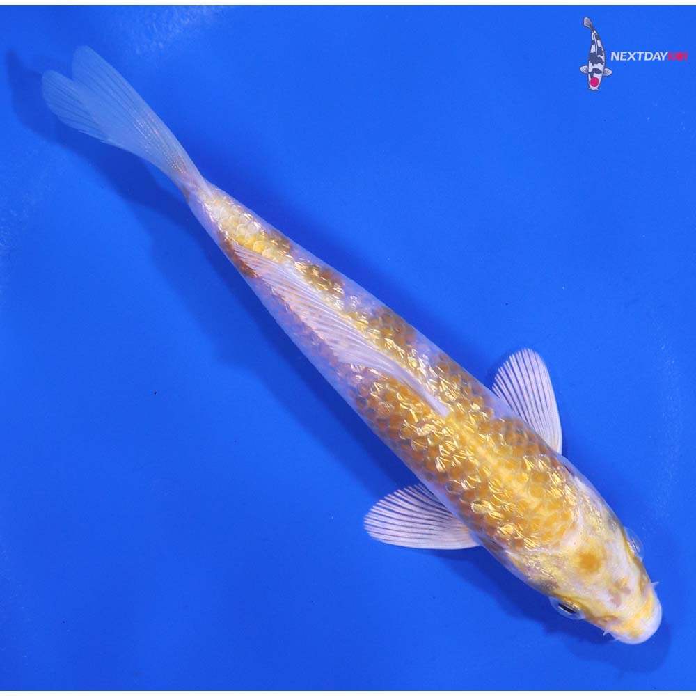 5” Imported Gin Rin Lemon Hariwake