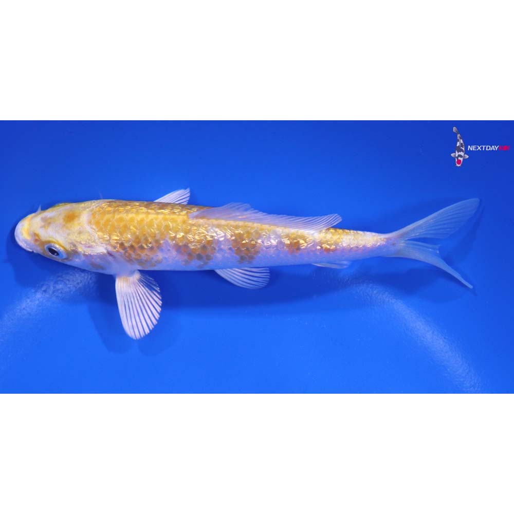 5” Imported Gin Rin Lemon Hariwake