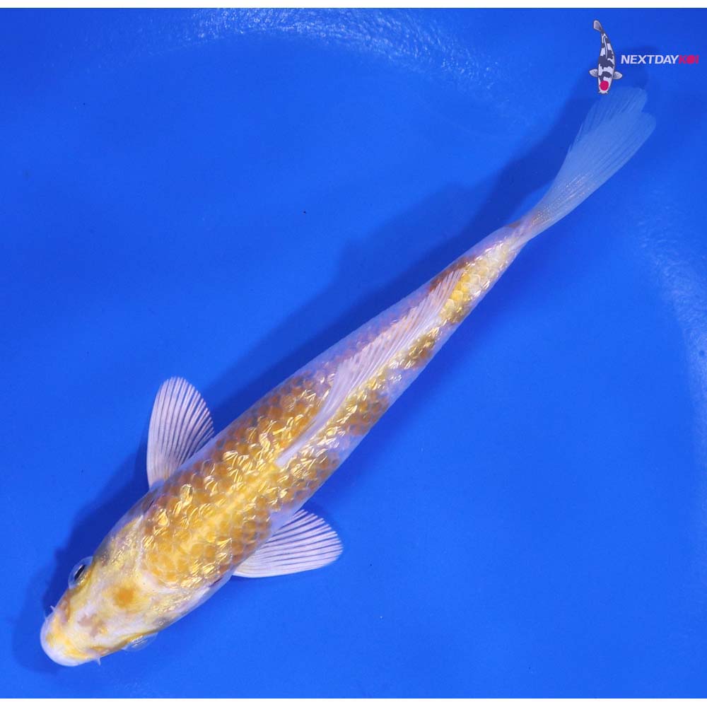 5” Imported Gin Rin Lemon Hariwake