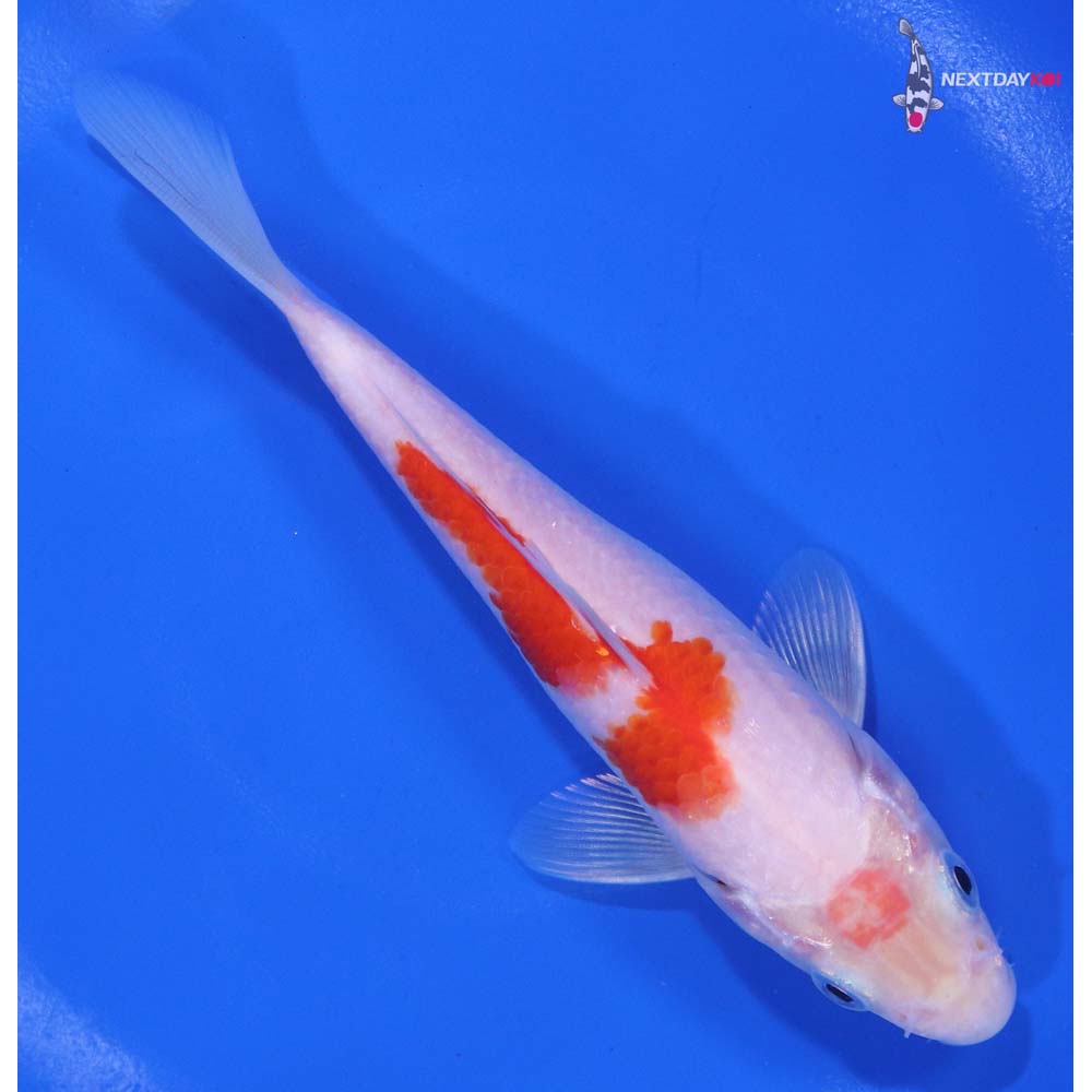 5.5” Imported Hariwake