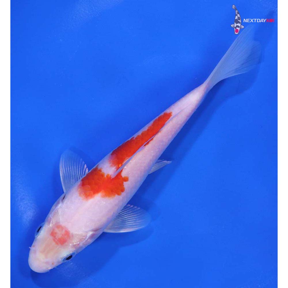 5.5” Imported Hariwake