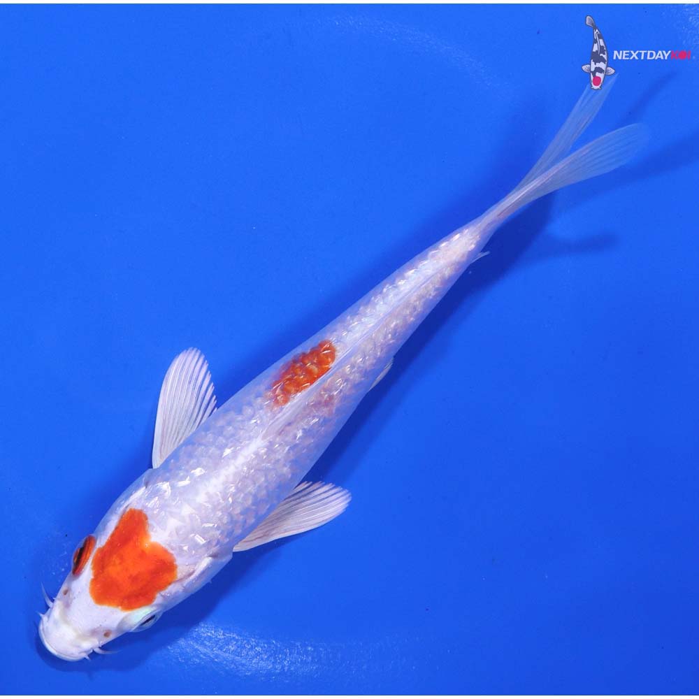 5.5” Imported Gin Rin Hariwake