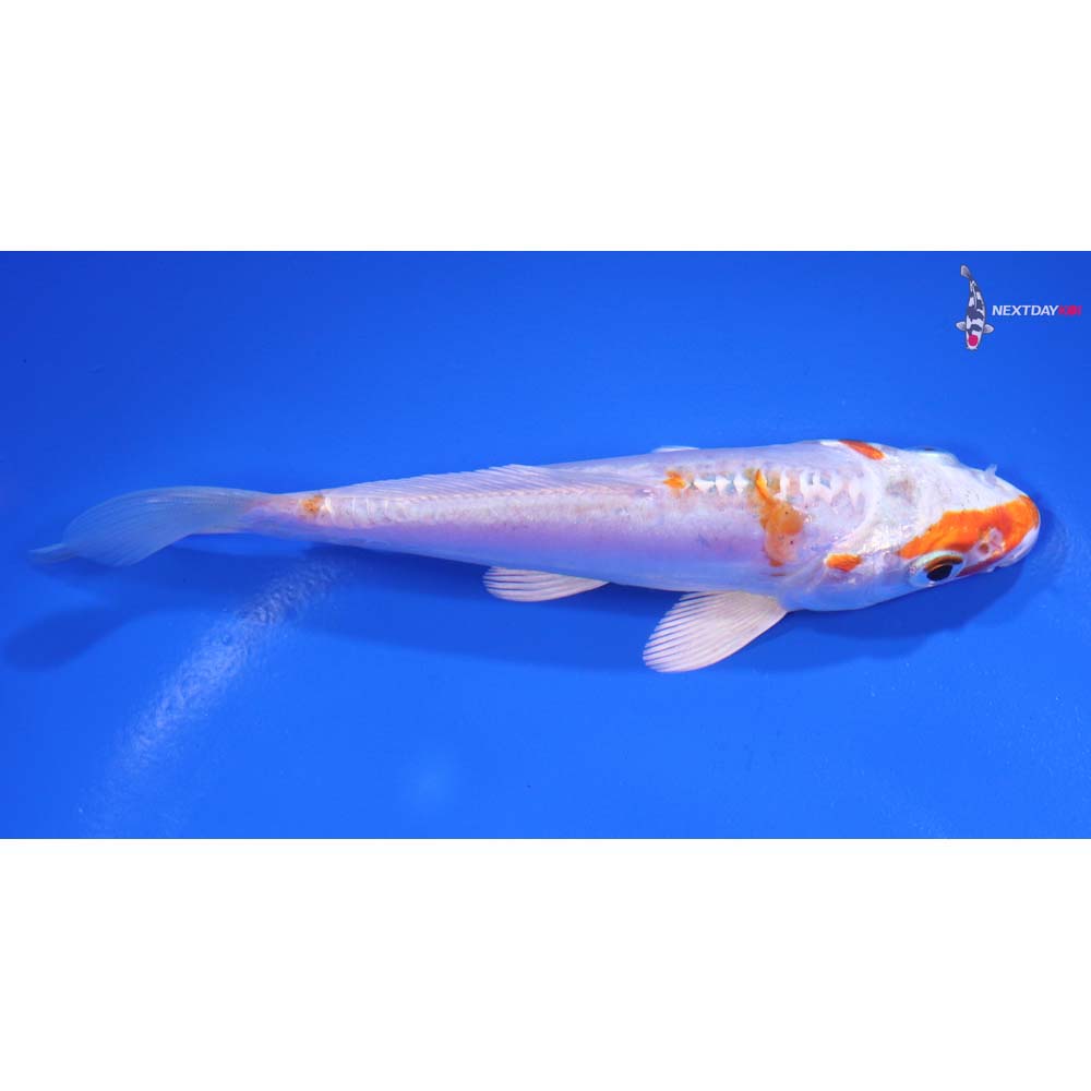 5” Imported Kikusui