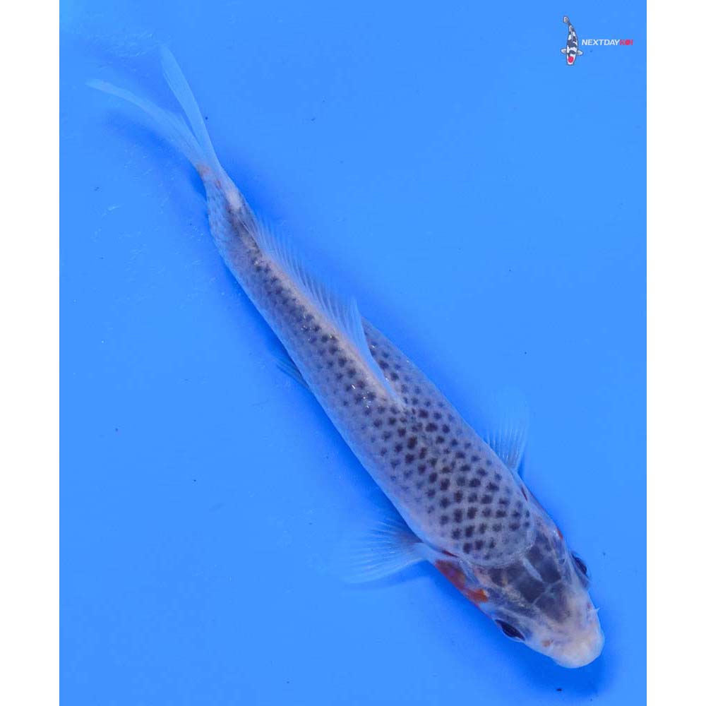4.5” Imported Asagi