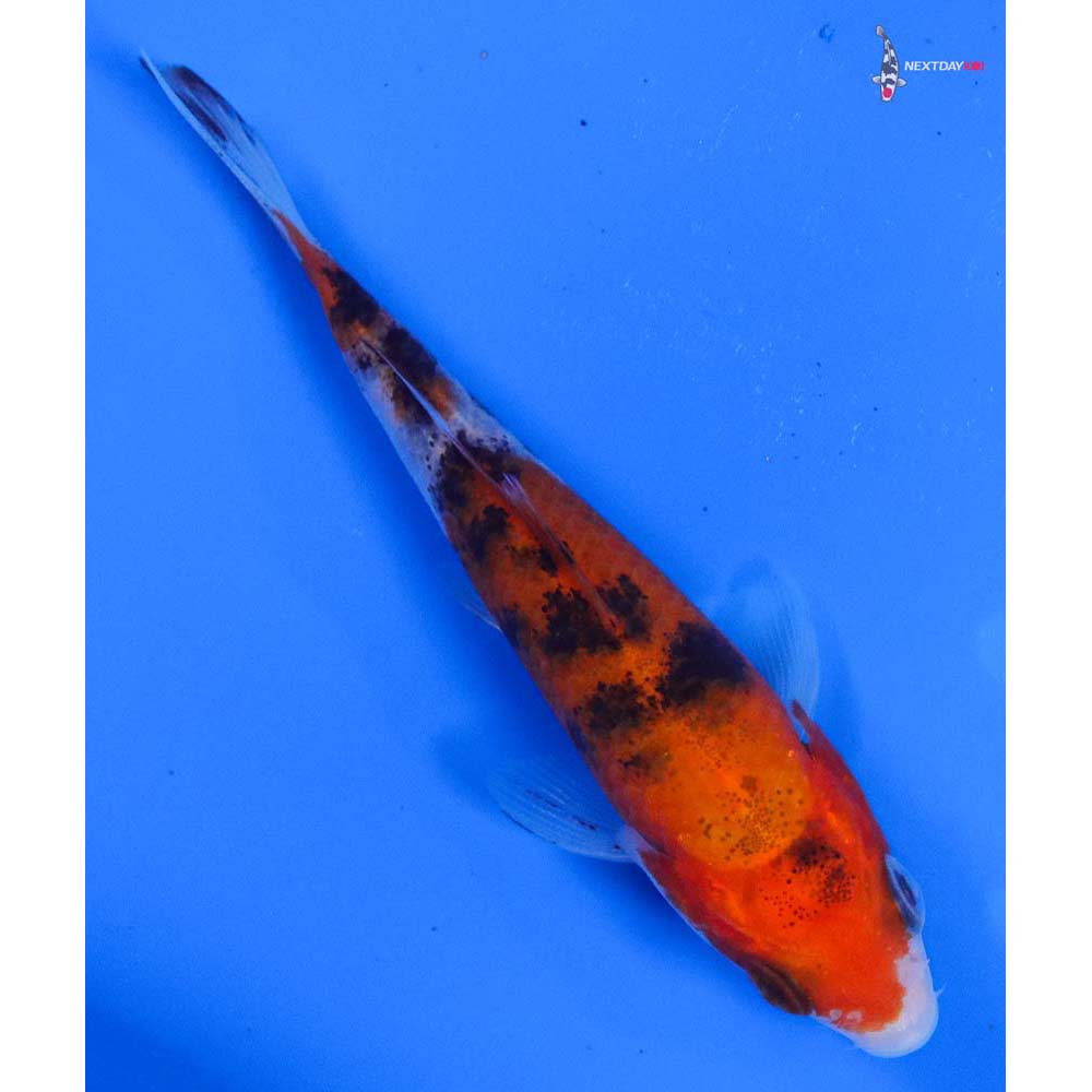 4.5” Imported Sanke