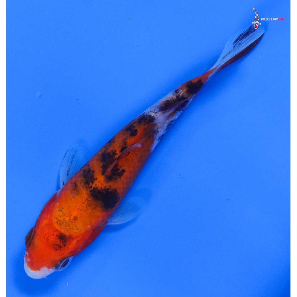 4.5” Imported Sanke