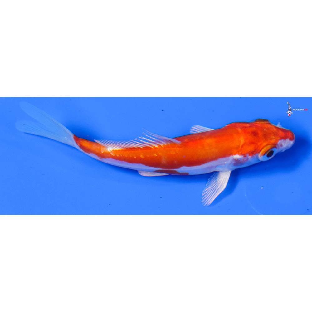 4.5” Imported Kikusui